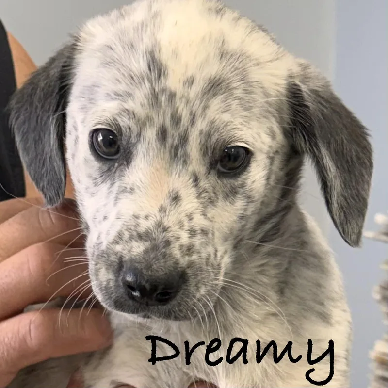 Dreamy thumbnail 4