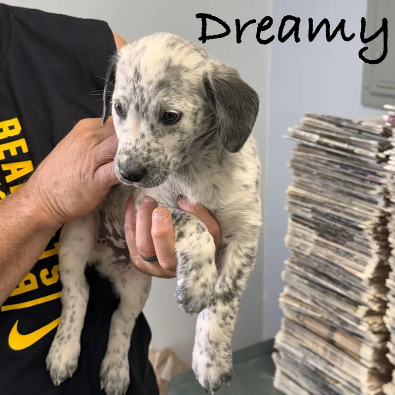 Dreamy thumbnail 5