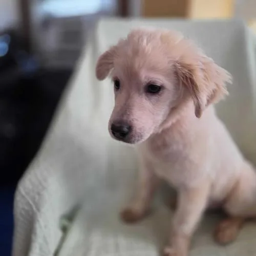A baby small-sized female Yellow / Tan / Blond / Fawn Mixed Breed dog named Croix Bethune for adoption in Toms River, NJ