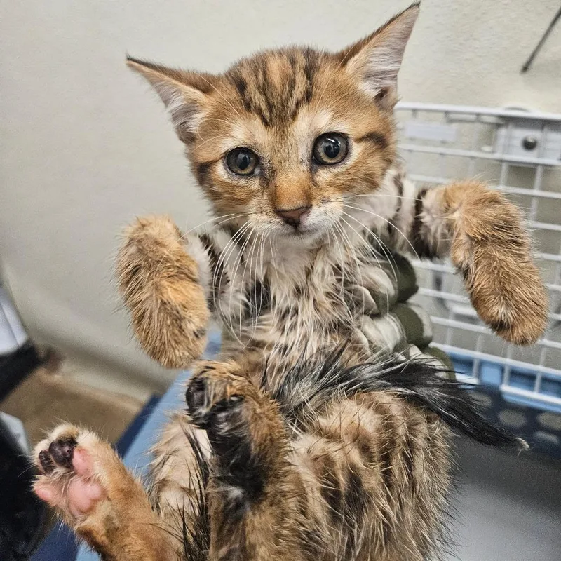 A baby small-sized female Brown / Chocolate American Shorthair cat named Miriam for adoption in Lake Jackson, TX