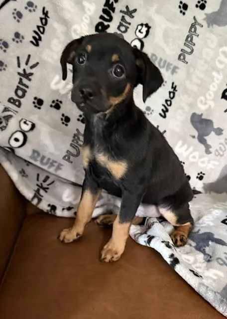 A baby small-sized male Black Miniature Pinscher dog named Big John Joyful for adoption in Andover, MA