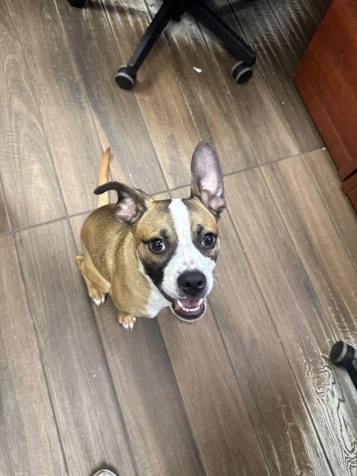 An adult large-sized female Boxer dog named Muffin for adoption in Hilton Head Island, SC
