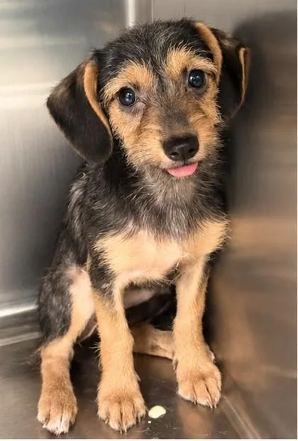 A baby small-sized female Dachshund dog named Ruby for adoption in Morton Grove, IL