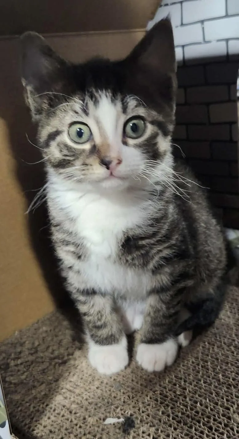 A baby small-sized female Tabby (Brown / Chocolate) Domestic Short Hair cat named Violet for adoption in Hellertown, PA