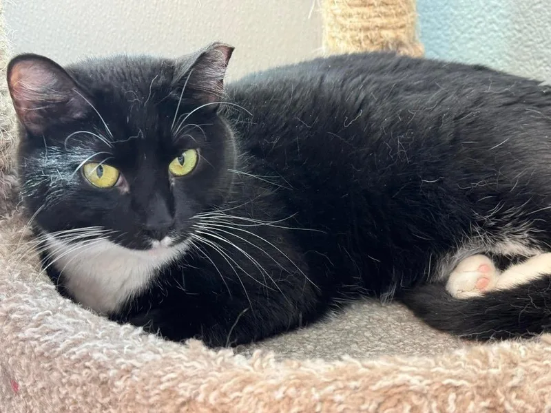 A young medium-sized female Domestic Short Hair cat named Yumi for adoption in Dalton, GA