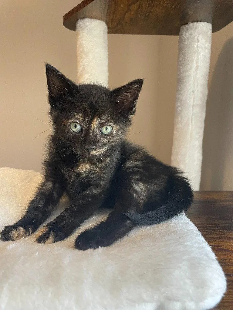A baby medium-sized female Domestic Short Hair cat named Peppermint Patty for adoption in St. Helens, OR