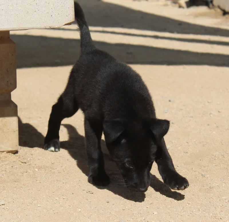 A baby large-sized male Black German Shepherd Dog dog named Albert for adoption in Yucca Valley, CA