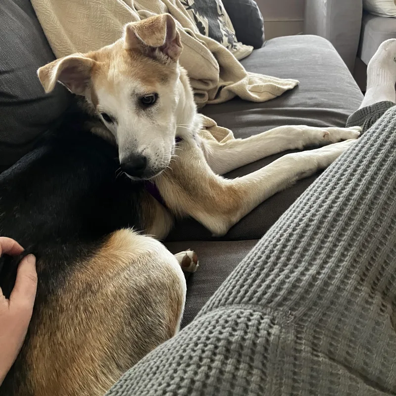 A young medium-sized male Bicolor Shepherd dog named Toby for adoption in Williston, VT