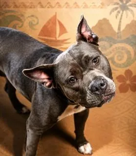 An adult medium-sized female Mixed Breed dog named Moana for adoption in Jacksonville, FL