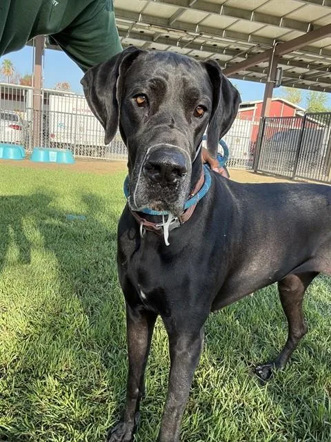 An adult large-sized female Great Dane dog named Cleo for adoption in Riverside, CA