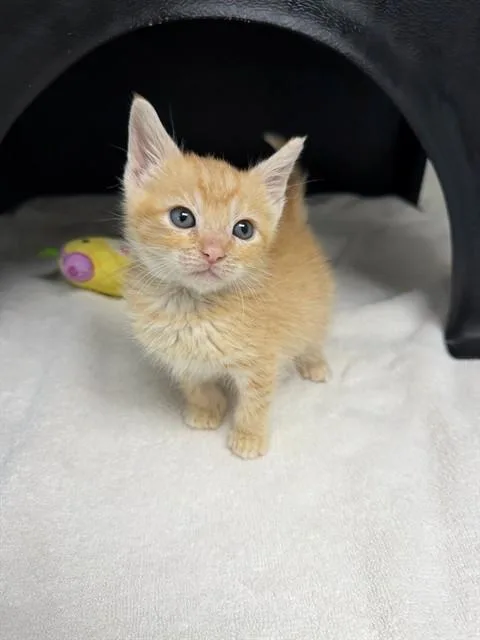 A baby small-sized male Domestic Short Hair cat named Chaz for adoption in Ontario, CA