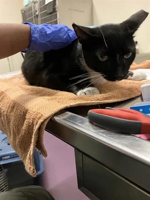 An adult medium-sized male Domestic Short Hair cat named Gary for adoption in Long Beach, CA
