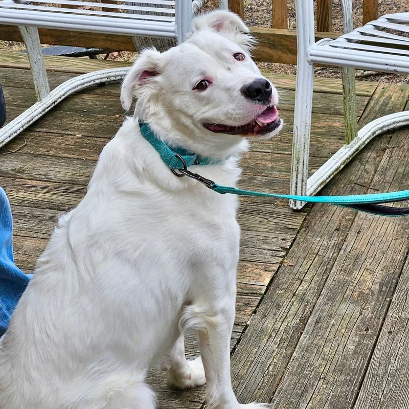 A young medium-sized male White / Cream American Staffordshire Terrier dog named Rocky for adoption in Bethel, CT