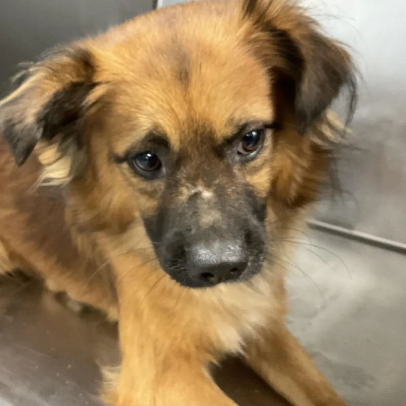 A young small-sized male Red / Chestnut / Orange Mixed Breed dog named Jason for adoption in St Joseph, MO