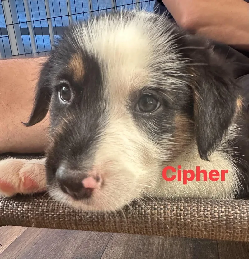 Cipher thumbnail 2