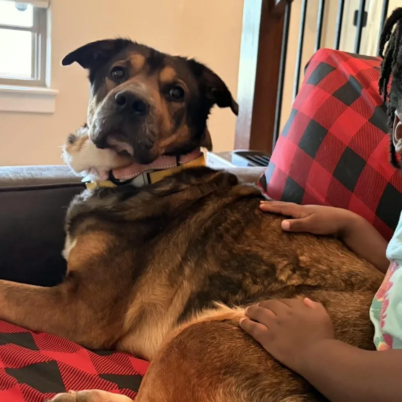 A senior large-sized female Black Mixed Breed dog named Kloe for adoption in Bentonville, AR