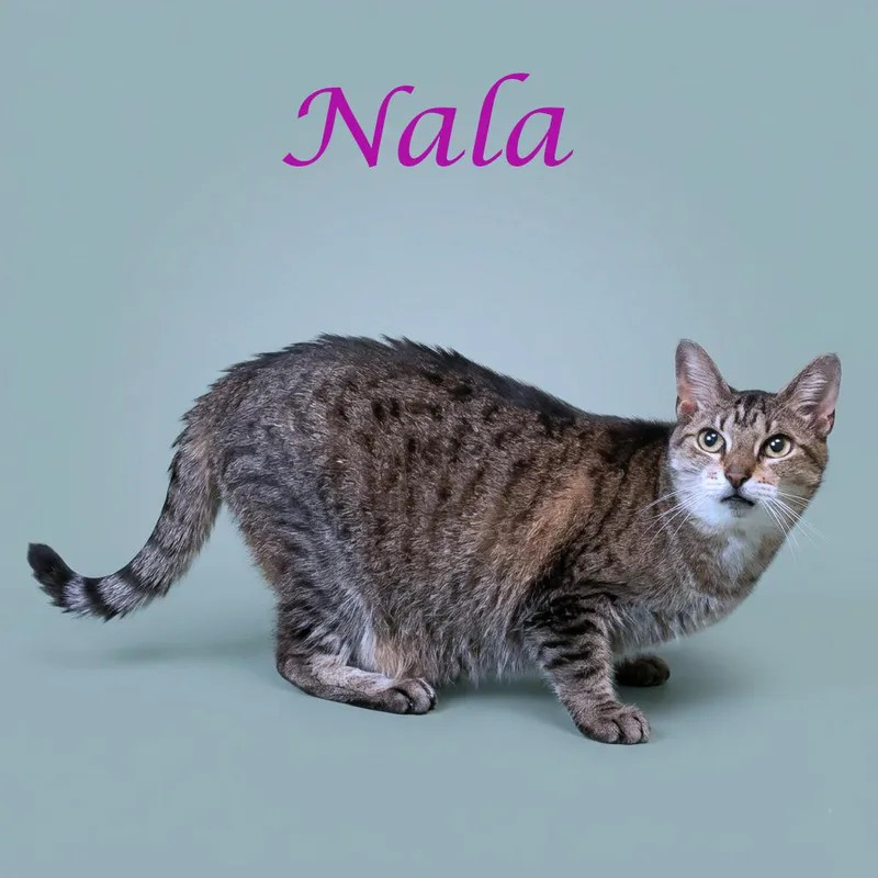 A senior large-sized female Brown / Chocolate Domestic Short Hair cat named Nala C for adoption in Lebanon, TN