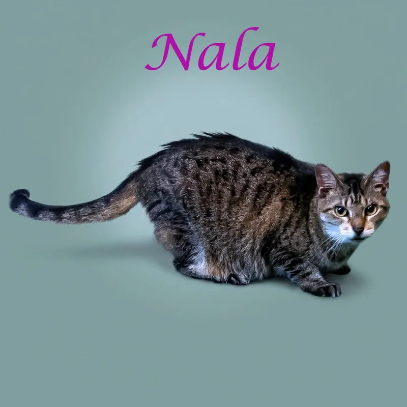 Nala C thumbnail 2