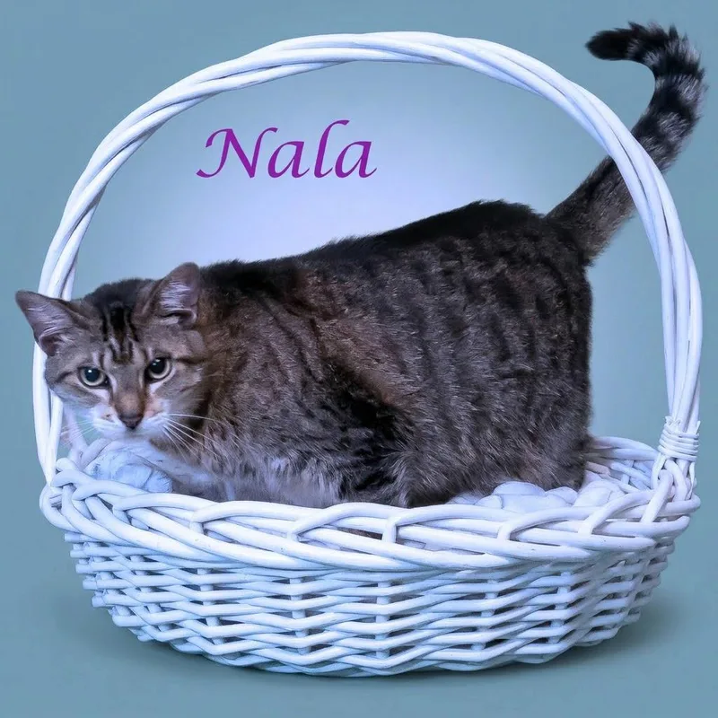 Nala C thumbnail 3