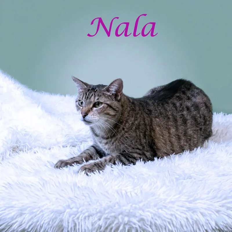 Nala C thumbnail 4