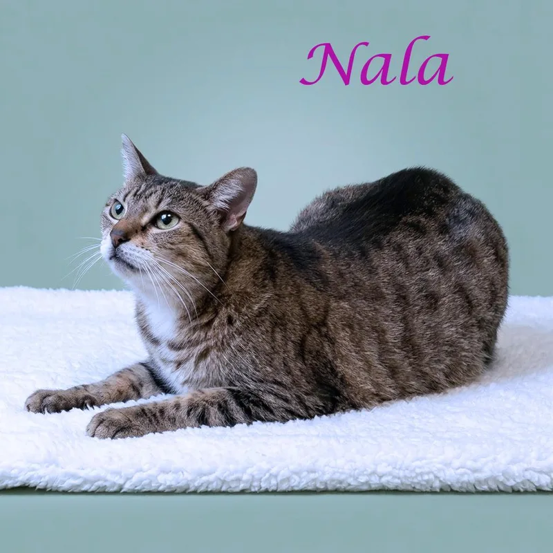 Nala C thumbnail 5