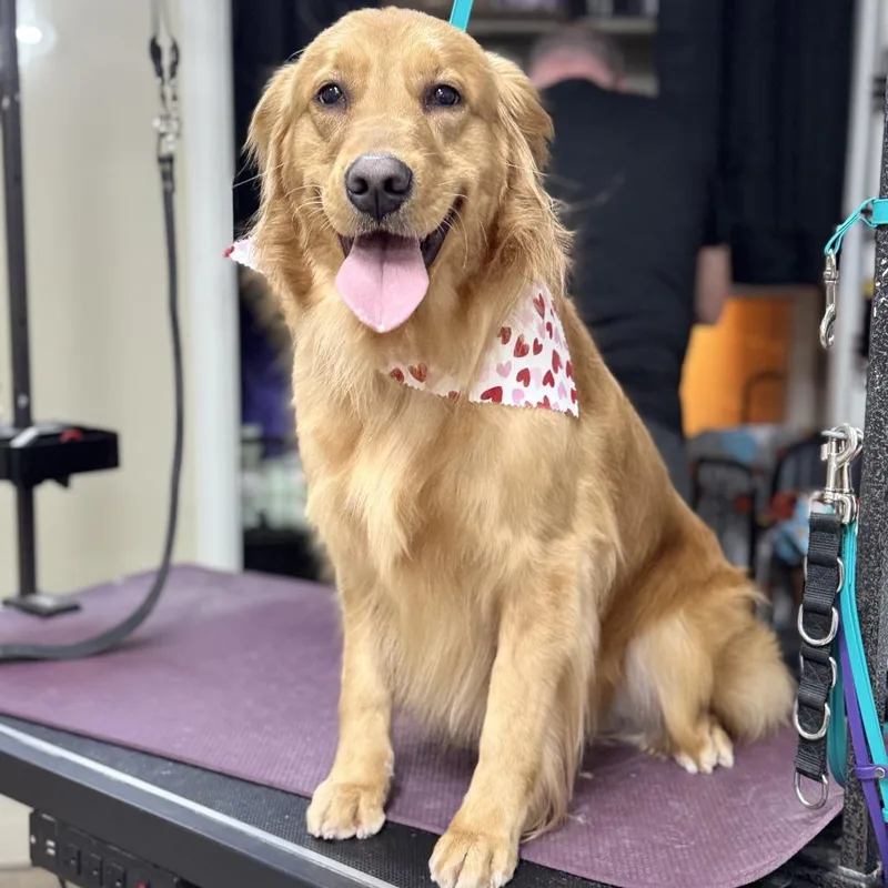 An adult small-sized female Golden Retriever dog named Rory for adoption in Lynchburg, VA