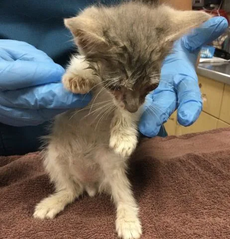 A baby small-sized male Domestic Short Hair cat named Meatballs for adoption in Riverside, CA