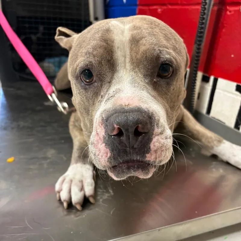 An adult large-sized male Brindle Pit Bull Terrier dog named Max for adoption in Lufkin, TX