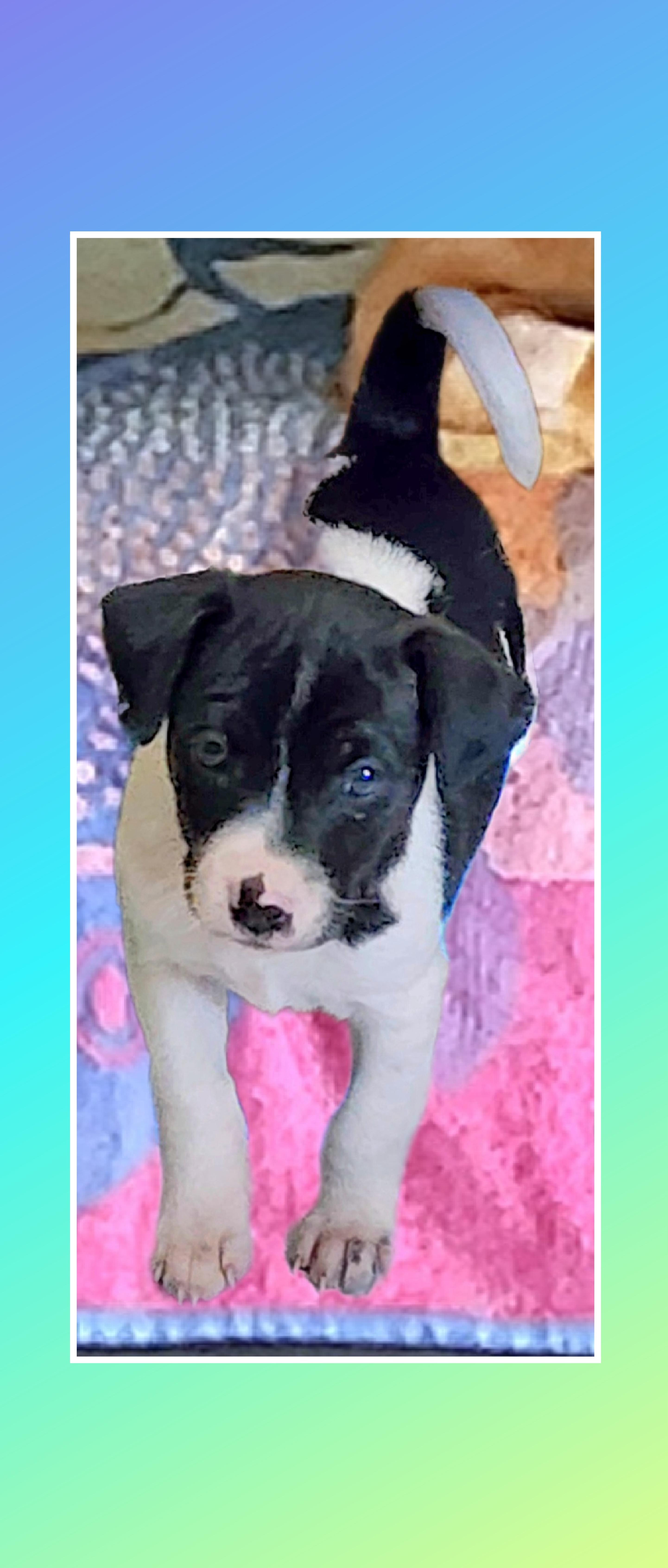 A baby medium-sized male White / Cream Beagle dog named Mickey for adoption in Lake Geneva, WI