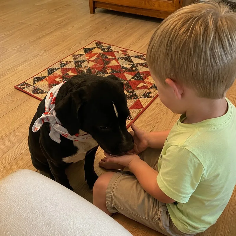 A young medium-sized male Black Labrador Retriever dog named Ge for adoption in Houston, TX