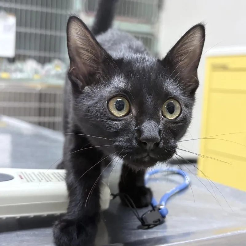 A baby small-sized female Black Domestic Short Hair cat named Celeste for adoption in Tyler, TX