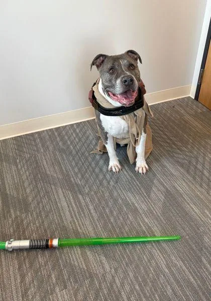 An adult large-sized male Gray / Blue / Silver American Staffordshire Terrier dog named Ham for adoption in Joliet, IL