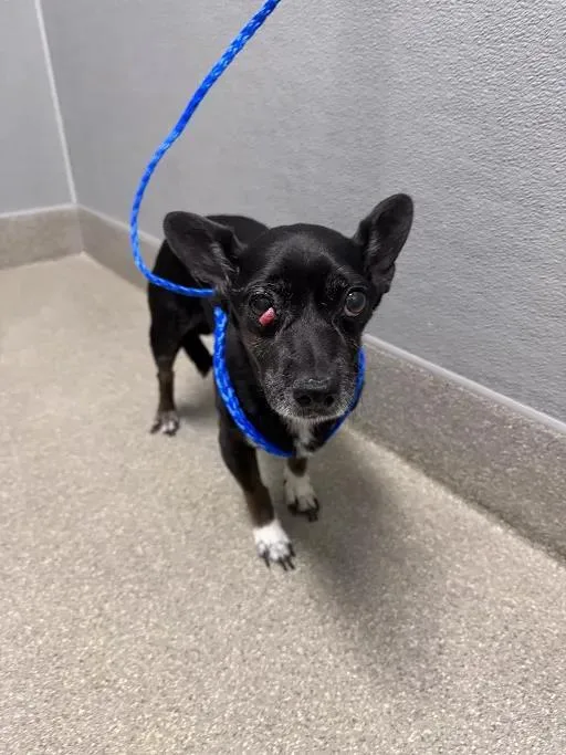 An adult small-sized male Chihuahua dog named Rocky for adoption in Las Vegas, NV