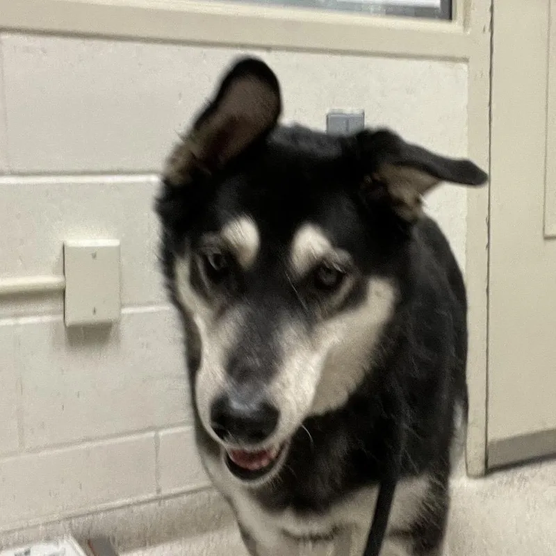 A senior large-sized female Black Siberian Husky dog named Tulip for adoption in Murray, UT