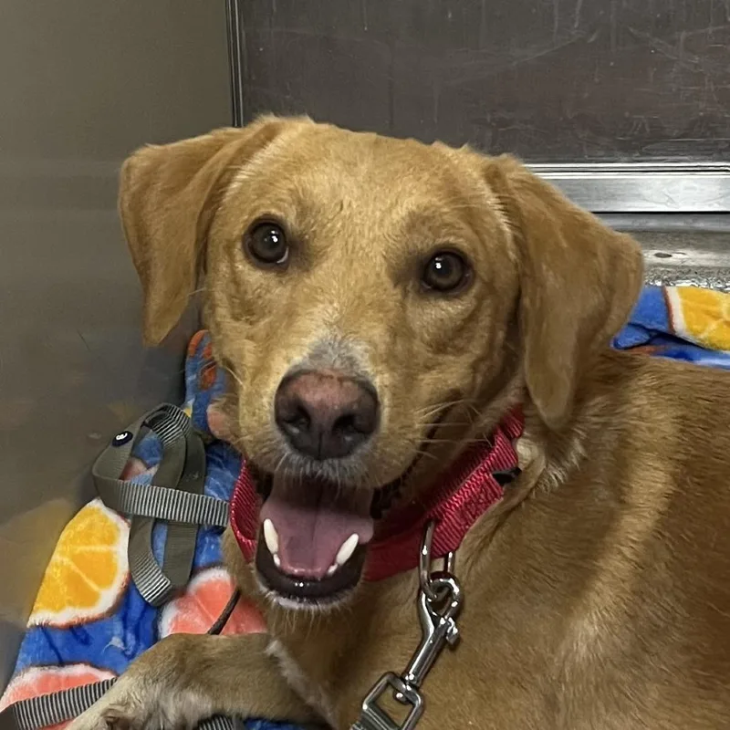 An adult medium-sized male Labrador Retriever dog named Percie for adoption in Palm Springs, CA