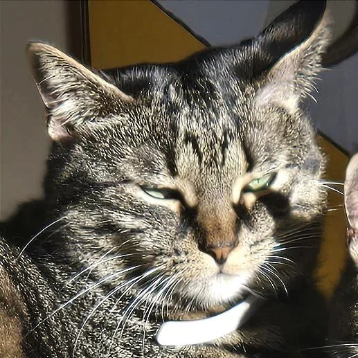 An adult small-sized female Brown / Chocolate Domestic Short Hair cat named Ravioli for adoption in Chattanooga, TN