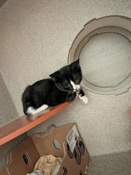 A baby small-sized male Domestic Short Hair cat named Obie for adoption in Washington, DC