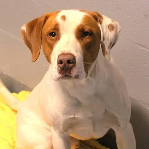 An adult large-sized male White / Cream Hound dog named 26-00601 for adoption in Fredericksburg, VA
