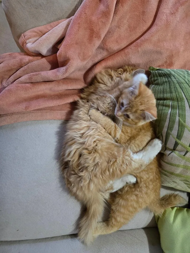 Trick Ffc thumbnail 2