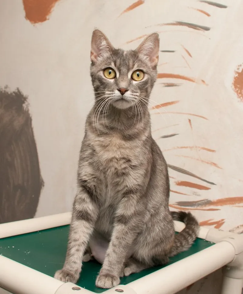 An adult medium-sized female Torbie cat named Whitney for adoption in Westminster, CO