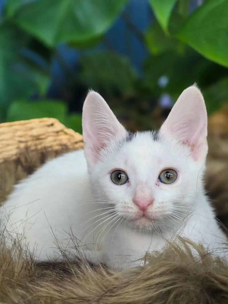 A baby medium-sized male White Domestic Short Hair cat named Newt for adoption in Mullica Hill, NJ