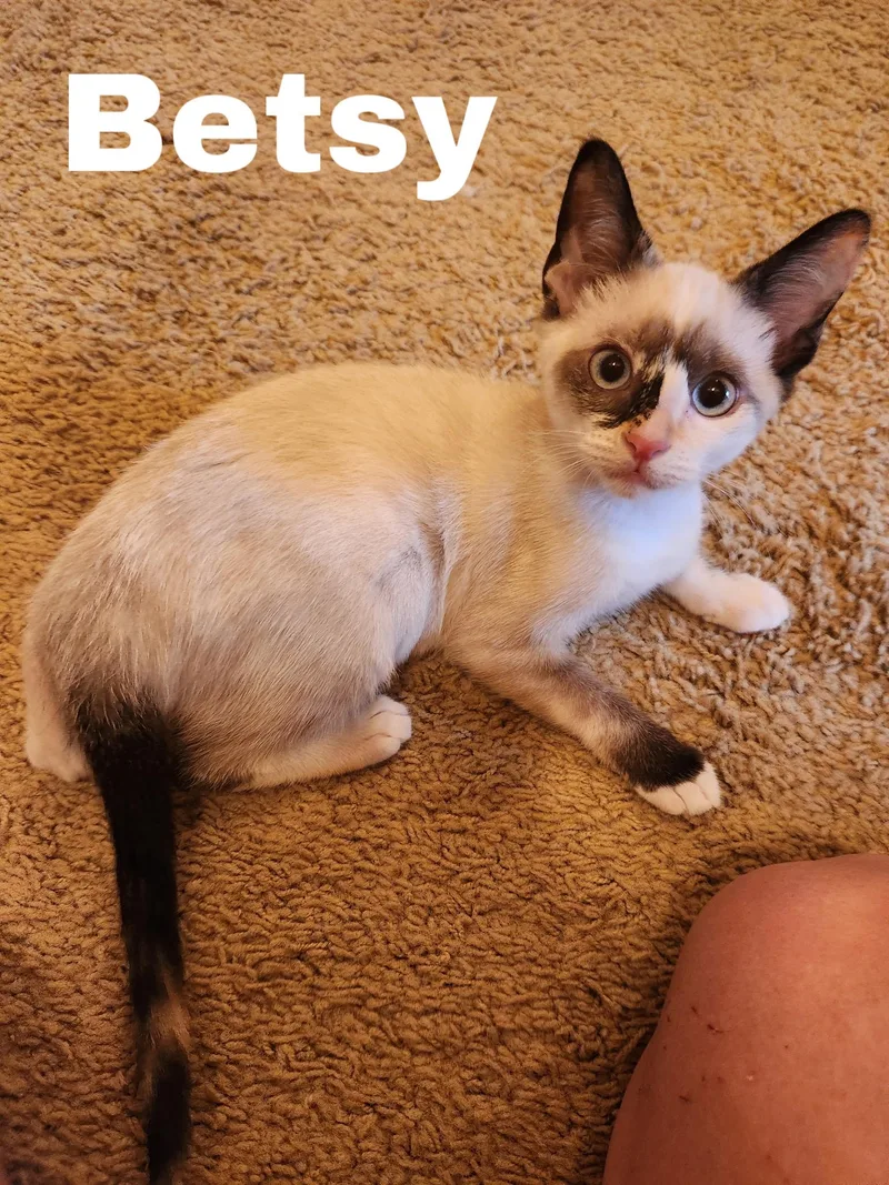 A young small-sized female Siamese cat named Betsy for adoption in Jackson, MS