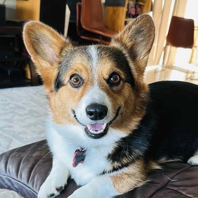 An adult small-sized female Tricolor (Brown, Black, & White) Corgi dog named COURTESY LISTING Karma for adoption in Moscow, ID