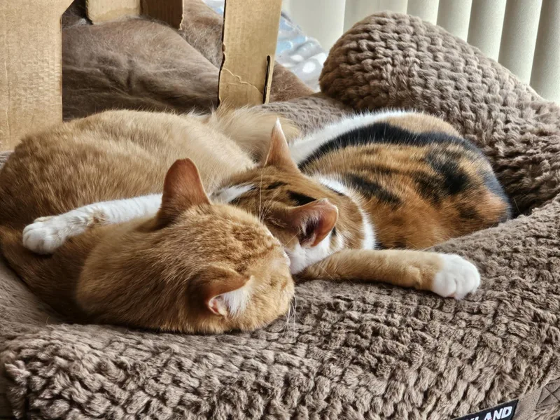 Suki & Casper thumbnail 4