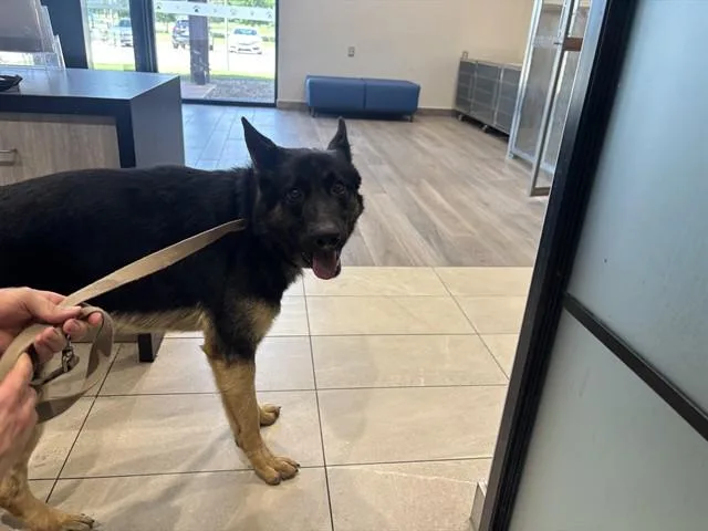 A young large-sized male German Shepherd Dog dog named Jarvis for adoption in Garland, TX