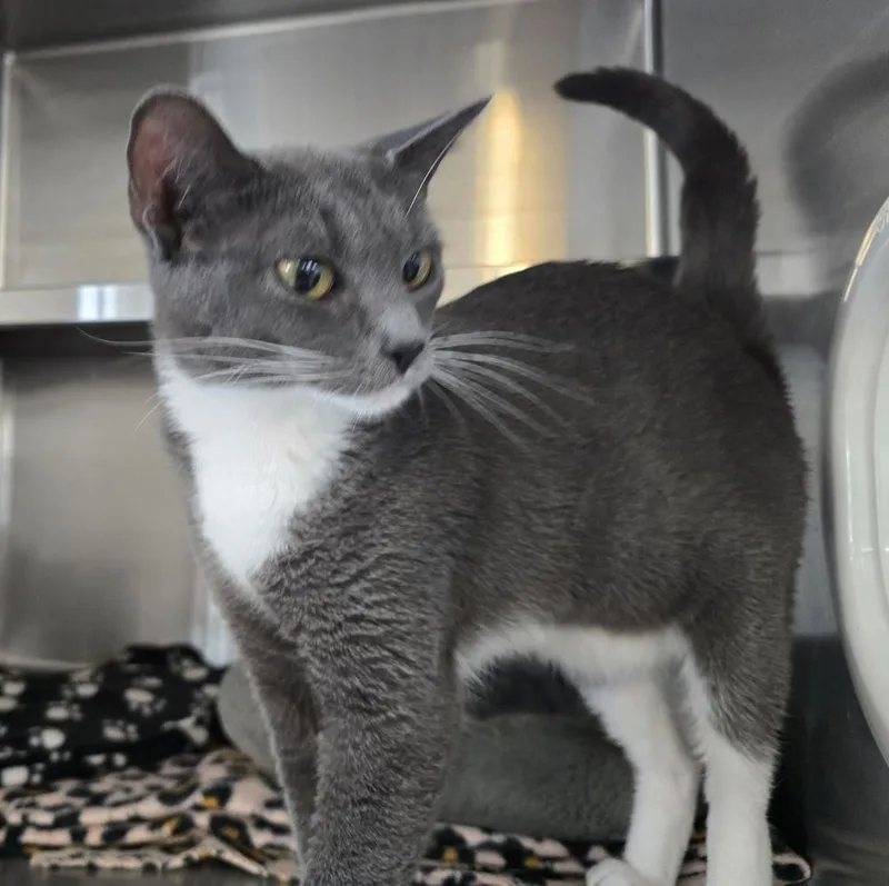 An adult small-sized female Gray & White Domestic Short Hair cat named Duchess for adoption in Southbury, CT