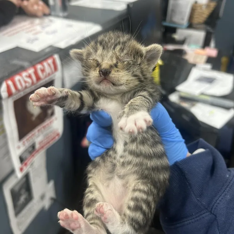 A baby small-sized female Brown / Chocolate Domestic Short Hair cat named Zinnia for adoption in Newark, NJ