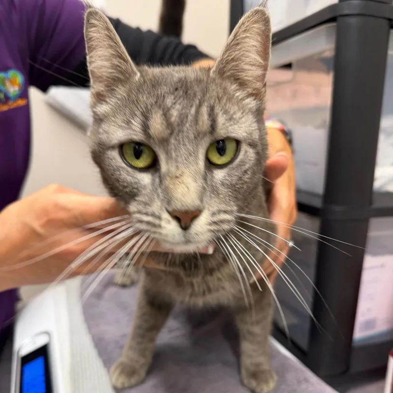 An adult medium-sized female Gray / Blue / Silver Domestic Short Hair cat named Appletini for adoption in Morganton, NC