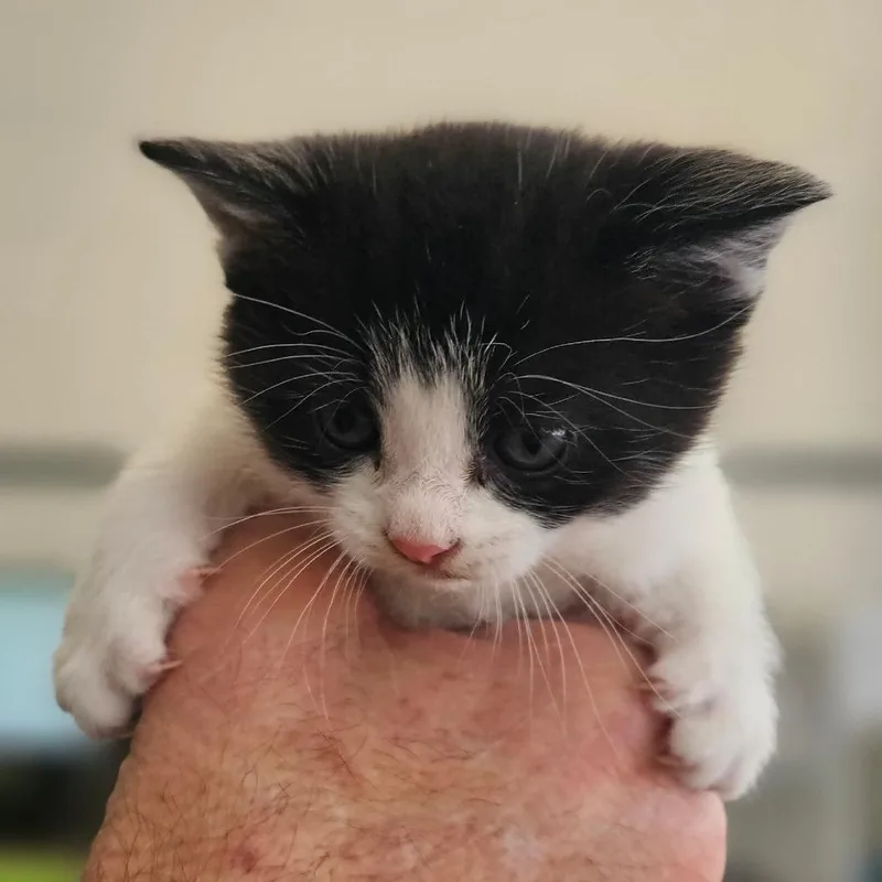 A baby small-sized female White Domestic Short Hair cat named Ty Lee for adoption in Montgomery, AL