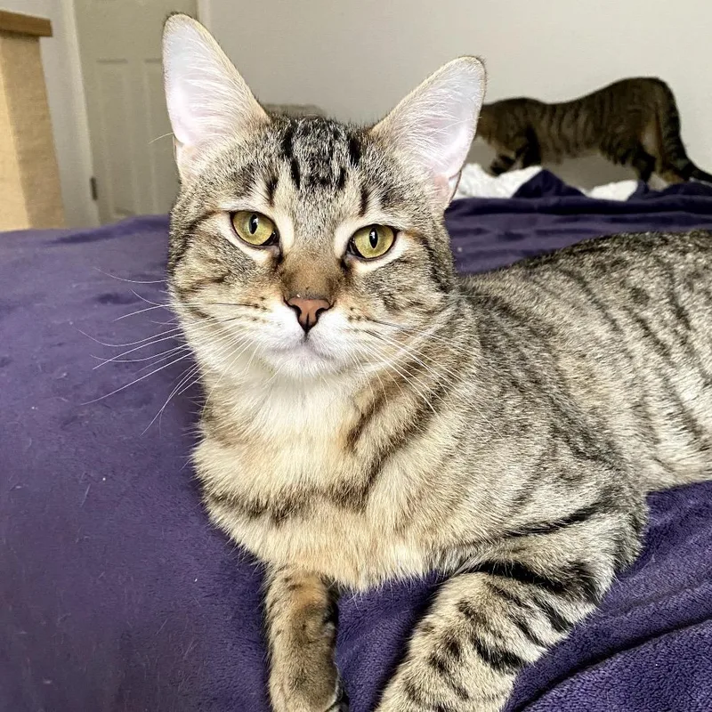 Wyatt Dwerp thumbnail 5